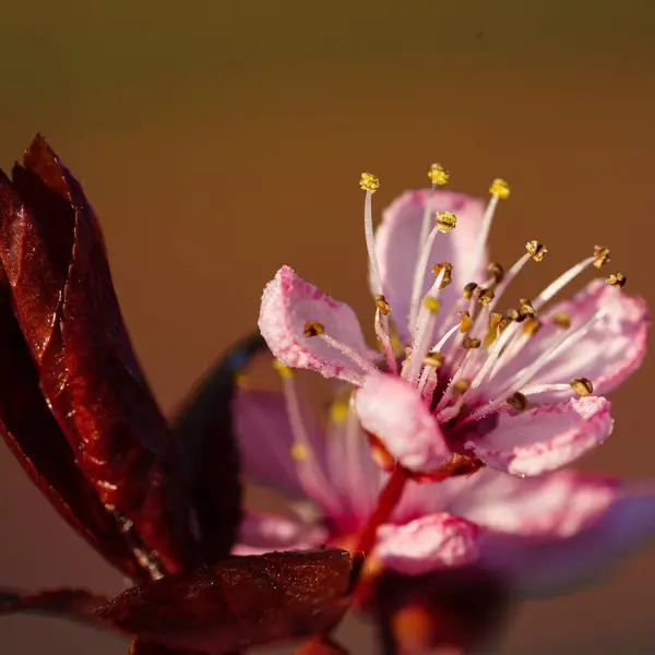Крупним Планом Знімок Квітучої Рожевої Квітки Вишні — стокове фото