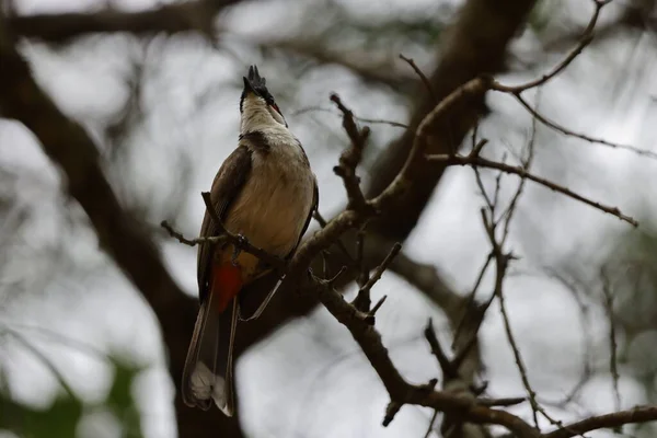 Primo Piano Bulbul Rosso Whiskered Bulbul Crestato Appollaiato Ramo Albero — Foto Stock