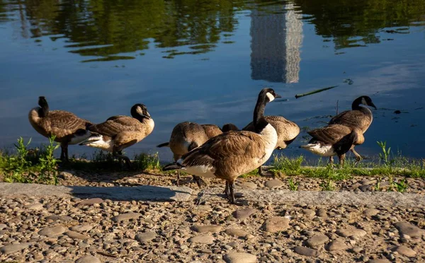 Gros Plan Canards Sauvages Marchant Près Eau — Photo