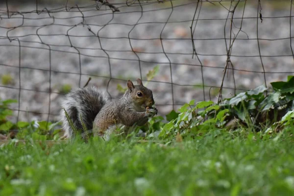 Detailní Záběr Veverku Parku Sciurus Carolinensis — Stock fotografie