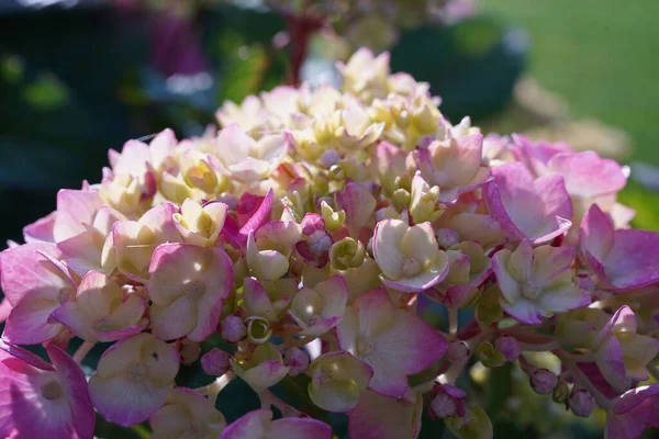Ramo Flores Hortensias Floreciendo Jardín — Foto de Stock