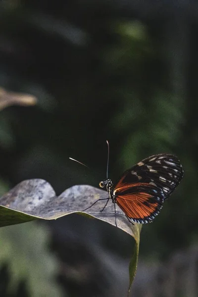 Disparo Vertical Una Mariposa Negra Anaranjada Sobre Una Hoja —  Fotos de Stock