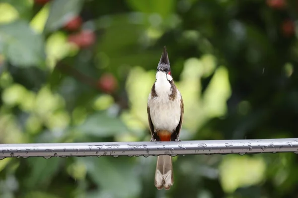 Close Bulbul Vermelho Whiskered Bulbul Crested Empoleirado Corrimão Metal — Fotografia de Stock