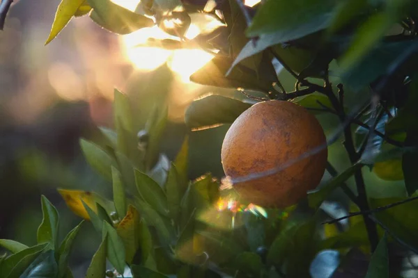 Крупный План Спелого Апельсина Дереве Закате — стоковое фото