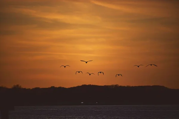 Uma Vista Panorâmica Pássaros Voo Sobre Lago Durante Pôr Sol — Fotografia de Stock