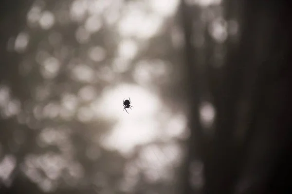 Pavoučí Silueta Pavučině Rozmazaném Pozadí Bokeh — Stock fotografie