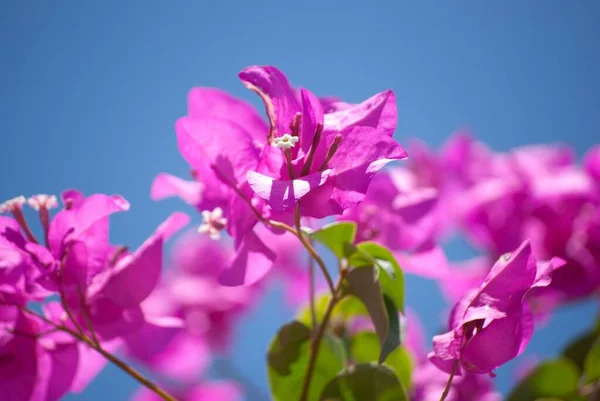 Крупный План Розовых Цветов Цветущих Саду — стоковое фото