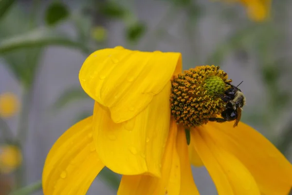 Closeup Shot Bee Collecting Nectar Yellow Flower — Stock Photo, Image