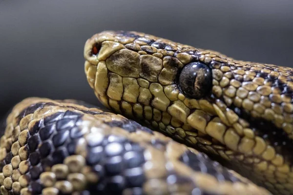 灰色の背景にヘビの頭のクローズアップショット — ストック写真