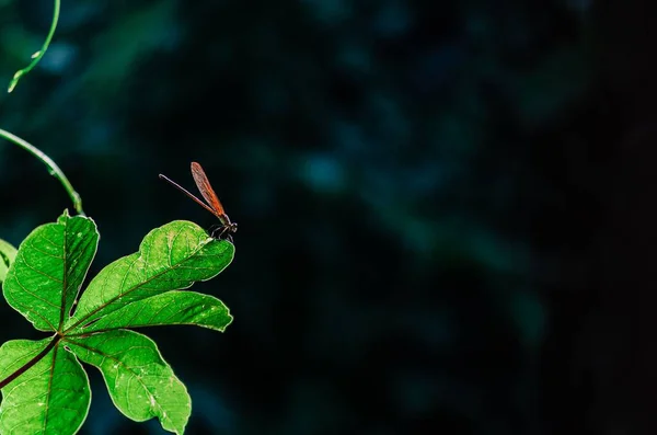 Eine Nahaufnahme Der Libelle Auf Einem Grünen Blatt — Stockfoto