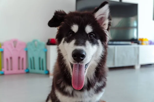 Tiro Perto Malamute Alasca Casa — Fotografia de Stock