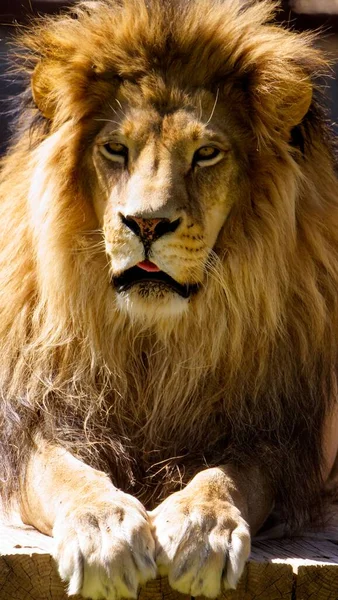 一只雄性狮子的特写镜头 — 图库照片