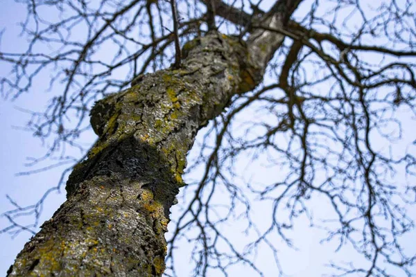 Låg Vinkel Skott Ett Lövlöst Träd Med Mossig Bark Mot — Stockfoto