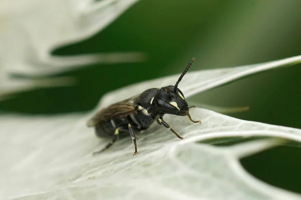 Крупный План Самки Пчелы Маске Hylaeus Communis Сидящей Серых Листьях — стоковое фото