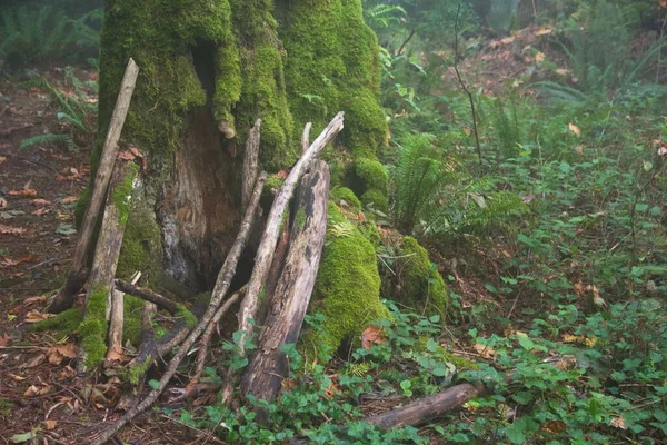 Eine Nahaufnahme Der Stöcke Die Den Bemoosten Baumstamm Wald Lehnen — Stockfoto