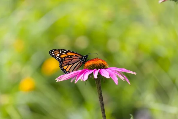 Closeup Monarch Butterfly Feeding Nectar Coneflower Danaus Plexippus — Stock Photo, Image