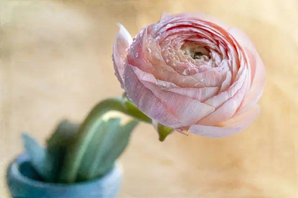 Zbliżenie Ujęcie Mokrego Kwiatu Róży Ranunculus — Zdjęcie stockowe