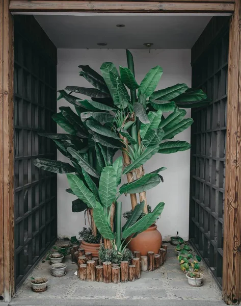 A vertical shot of green decorative plants inside the wooden frame.