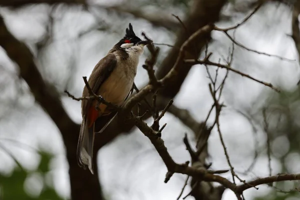 Primer Plano Bulbul Rojo Batido Bulbul Cresta Encaramado Una Rama — Foto de Stock