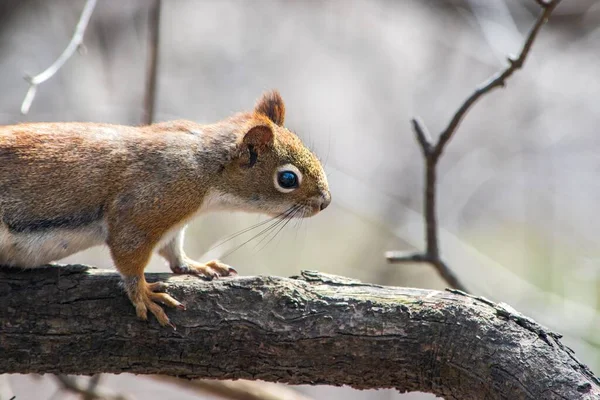 Großaufnahme Eines Entzückenden Eichhörnchens Auf Einem Ast — Stockfoto