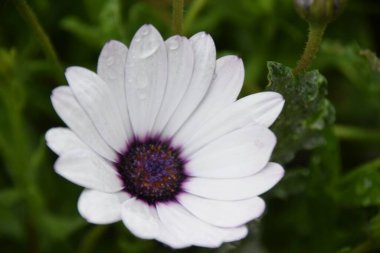 Bahçedeki yapraklarına su damlatan beyaz bir Afrika papatyasının yakın çekimi.