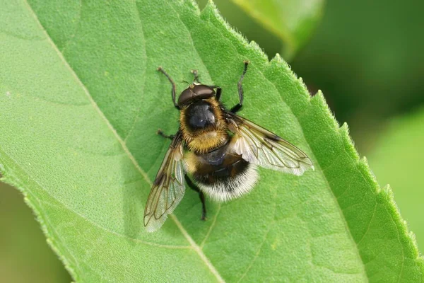 Detailed Closeup Colorful Furry Bumblebee Plumehorn Volucella Bombylans Plumatasitting Green — Stock Photo, Image
