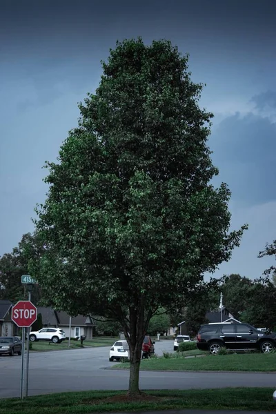 비오는 근처에 아름다운 나무가 각도로 보인다 — 스톡 사진