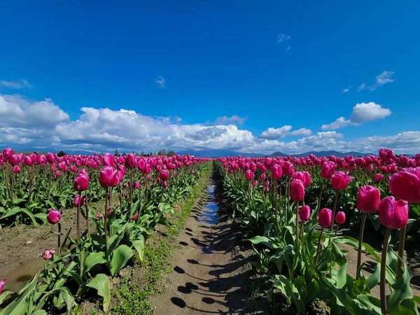 Rows Pink Tulips Vernon Sunny Day — Stock Photo, Image