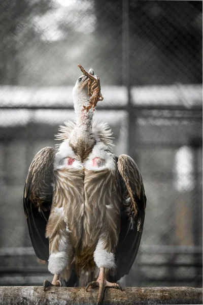 Een Verticaal Shot Van Een Mooie Vogel Wazige Achtergrond — Stockfoto