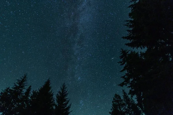 Низький Кут Зору Красивий Ліс Зоряну Ніч — стокове фото