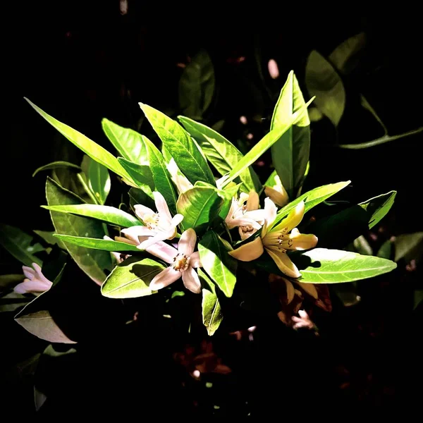 在黑暗的背景上 一丛丛南方的木兰花 — 图库照片