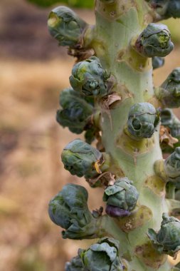 Brüksel lahanası bitkileri organik bahçede