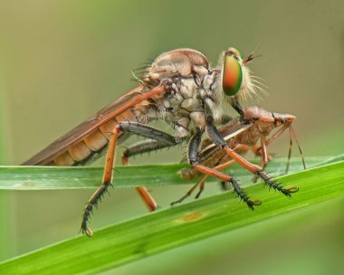 Hırsız sineğinin (Asilidae) avıyla makro görüntüsü.