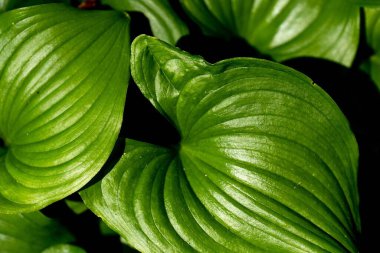 Pasifik, Victoria, BC, Kanada Bahçıvanlık Merkezi 'ndeki Japon Bahçesi' nde parıltılı yapraklı Maianthemum dilatatum bitkilerine yakın çekim.