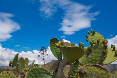 İtalya 'nın Apulia bölgesinde, Manfredonia' da dikenli armut tarlaları. Mavi bulutlu gökyüzü