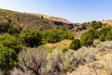 Güneşli bir günde kuru dağlarla çevrili ağaçlarla dolu bir manzara.