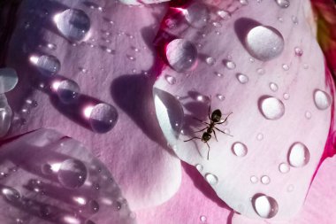 Baharda yağmurdan sonra damlalarla şakayık üzerinde yürüyen bir karınca.