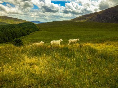 Dağlardaki yeşil bir tarlada yürüyen üç koyunun güzel manzarası.