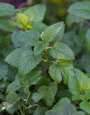 Organik bahçeden taze Melissa Nane Bitkisi