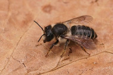 Yeni ortaya çıkmış dişi bir Willowhere yaprak kesicisi, Megachile Lapponica 'nın yakın plan görüntüleri.