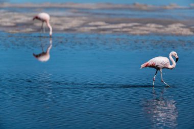 Bir Şili flamingosu (Phoenicopterus chilensis) seçici odak noktasında suda, arka planda başka bir bulanık