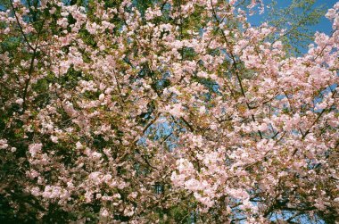 Bahçede çiçek açan bir kiraz ağacı