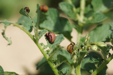 Patates böceği larvalarının yoğun bir istilası var. Beslenme hasarı görülebilir. Kayda değer bir baş belası. Güneşli bir yaz gününde yakın çekim.