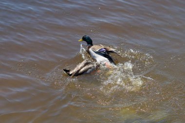 Suda kavga eden bir Mallard çifti.