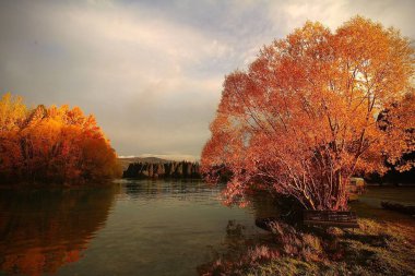 Göl kıyısındaki turuncu akçaağaç manzarası.