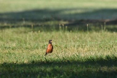 Tarladaki yeşil çimlerin üzerinde sevimli bir Amerikan bülbülü