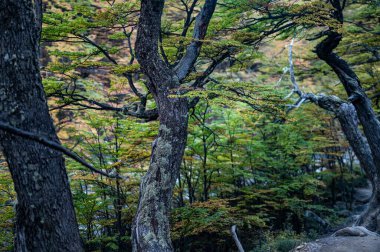 Arka planda diğer ağaçlarla birlikte seçici odak noktasında bir ağaç gövdesi
