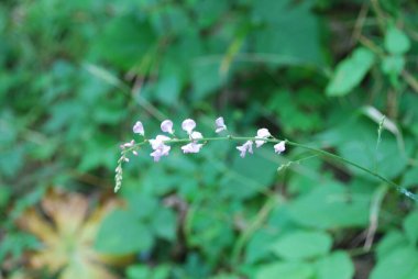 Bulanık yeşilliklere karşı tarlada yumuşak bir odak beyaz yabani çiçekler.