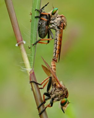 Hırsız sineğinin (Asilidae) avıyla dikey makro görüntüsü.