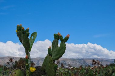 İtalya 'nın Apulia bölgesinde, Manfredonia' da dikenli armut tarlaları. Mavi bulutlu gökyüzü
